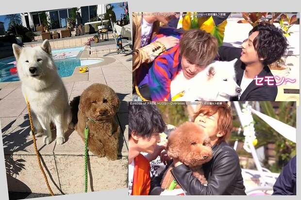 キスマイの『HUG&WALK』撮影時には、2匹に夢中だったメンバーたち