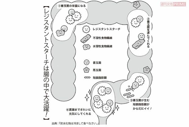 【レジスタントスターチは腸の中で大活躍！】