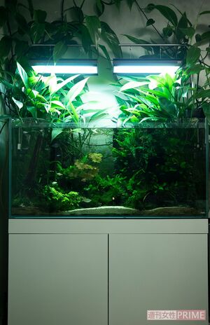 水槽だけで100万円、そして維持費もお高いとか。