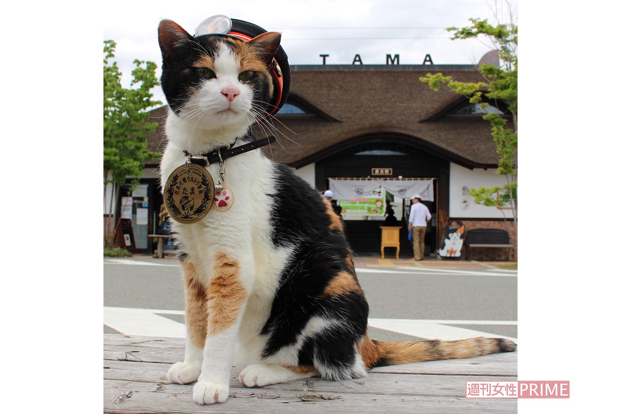 経済効果約11億円をもたらした「たま駅長」、初代の遺志を継いだ猫たちが駅舎を守り続ける | 週刊女性PRIME