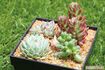 癒し効果抜群！「多肉植物」