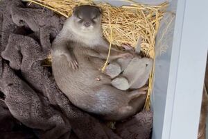 母・マハロの授乳風景