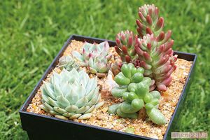 癒し効果抜群！「多肉植物」