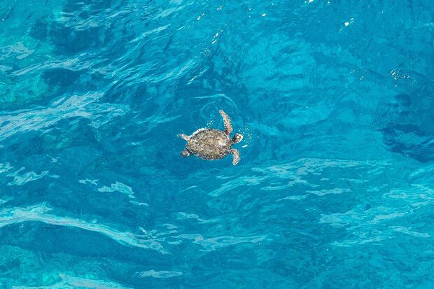 ウミガメも優雅に泳ぐ