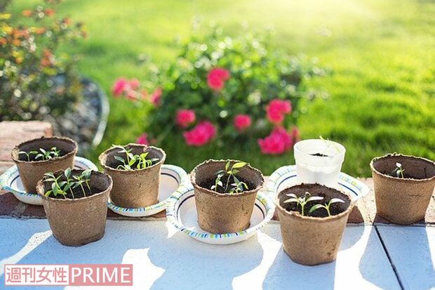 植物や野菜を育てたいという新たなユーザーが購入。料理に使えるメリットも（写真はイメージ）