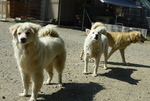 犬のほか、保護された野生の鹿や福島で被災したヤギの子も飼育する