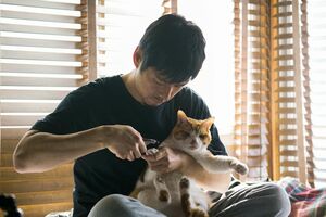 『ブランケット・キャッツ』（NHK総合 金曜夜10時～＝全7回）　(c)NHK