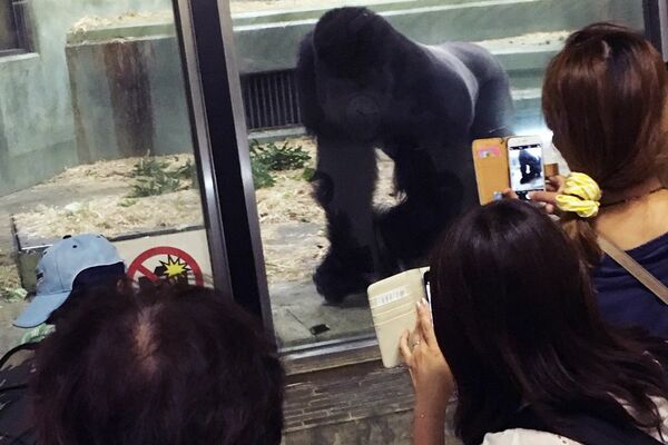 動物園のゴリラは残り頭 イケメン イクメンのシャバーニ兄弟が救世主 週刊女性prime