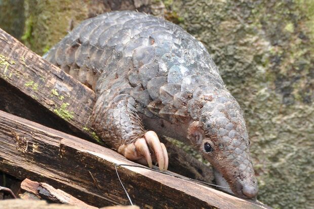 全身がウロコで覆われているマレーセンザンコウ（松林教授提供）