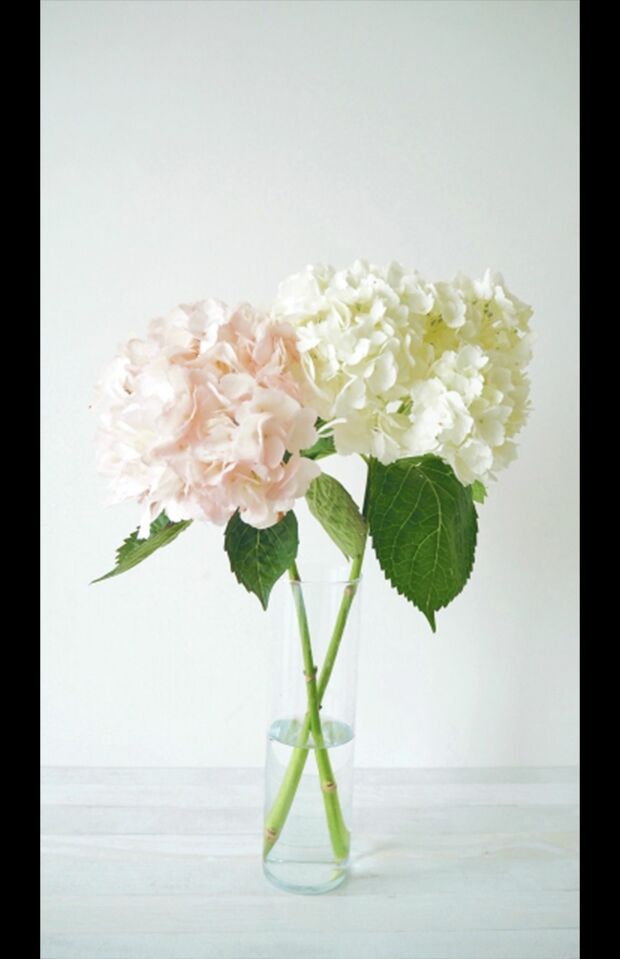 山羊座は…紫陽花