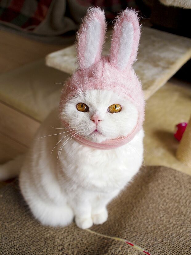 ポテンとした身体つきにうさ耳がベストマッチ。かわゆすぎます！　(c)JOE　(c)ねこ休み展 冬 2017