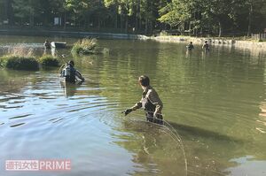スタッフが金網のフェンスでワニガメの居場所を囲っていく