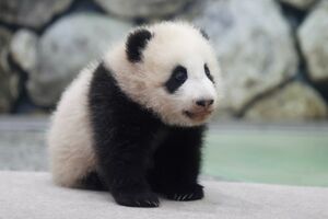 楓浜（ふうひん）。2021年撮影。生後約4か月　写真／共同通信社