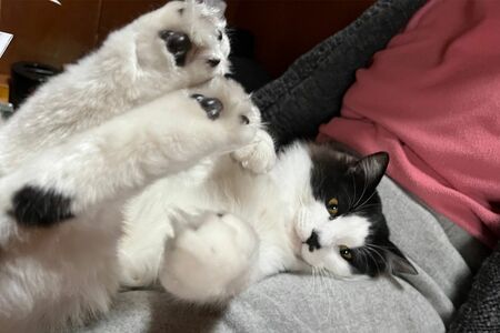 癒しの『猫ぐすり』 画像/飼い主提供