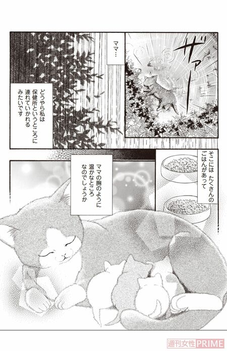 オファー ママペット 漫画