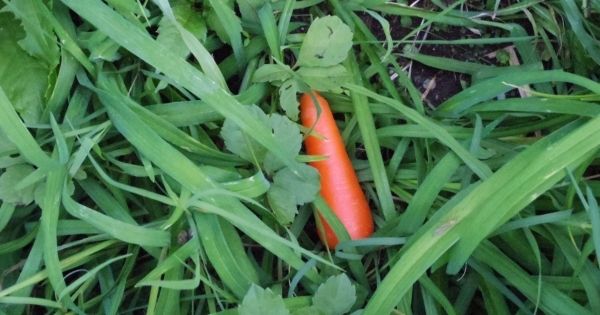 20151027_shoudoubutsu_315_1