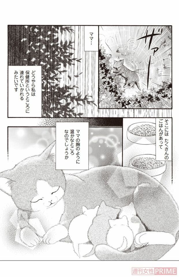 『ペット共生型マンション物語　ハイツ祐天寺へようこそ』（漫画 柏屋コッコ／原作 小林のえ）27ページより