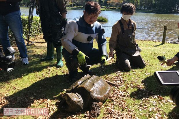 捕獲したワニガメを陸に上げる白輪園長