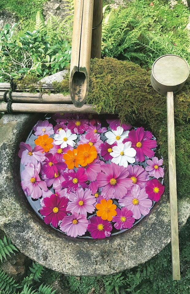 '17年10月。「ウチは山中にあるお寺。秋には休田地にコスモスがたくさん咲くので、もらってきました」