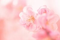 【心理診断】あなたに吹く、この春の「新しい風」って?