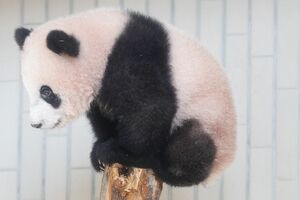 バランス力抜群のシャンシャン(撮影/JMPA)