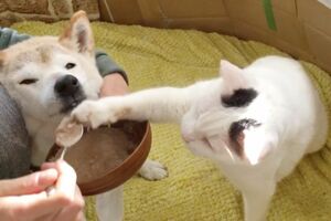 インスタでは、くぅちゃんがしのちゃんのエサに手をのばし横取りする動画が！　この刺激が、しのちゃんの元気の源になっているに違いない