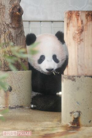 『家政婦は見た!!』ならぬ“シャンシャンは見た!?”　よく見ると木に寄りかかってウトウト……zzz