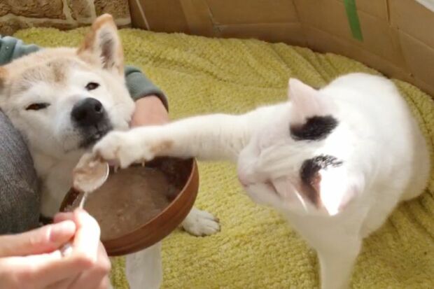 インスタでは、くぅちゃんがしのちゃんのエサに手をのばし横取りする動画が！　この刺激が、しのちゃんの元気の源になっているに違いない