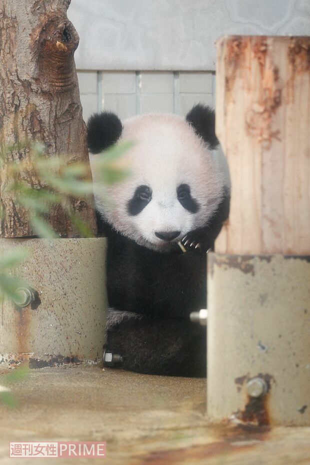 『家政婦は見た!!』ならぬ“シャンシャンは見た!?”　よく見ると木に寄りかかってウトウト……zzz