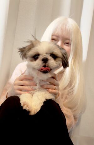 保護犬シェルターで出合ったというシーズー犬のずんだ君とりり香さん