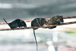 ロープを渡って「ねずみワールド」に戻るハツカネズミ。落ちないようにね　撮影／渡邉智裕