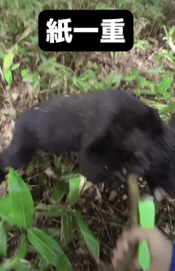 自身の攻撃をかわしながら熊に反撃している（YouTubeチャンネルより）