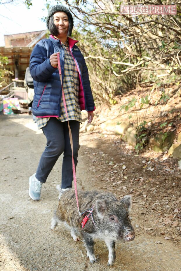 東筑波ユートピアで昨年生まれたうり坊は、現在トレーニングのため一般の方は2月以降に散歩可能（予定）　撮影／齋藤周造