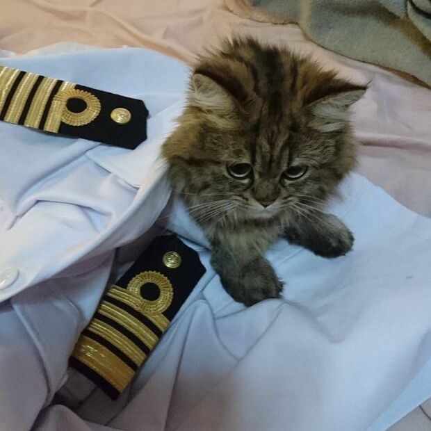 船長の制服が気になる～～『航海士にゃんこ カンパチ船長』（河出書房新社）より