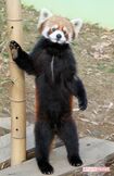 立っていたころの風太くん