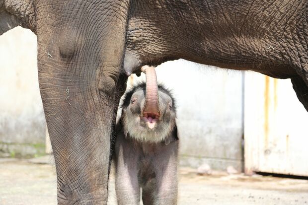 九州自然動物公園アフリカンサファリ　アジアゾウの女の子、ミーナ