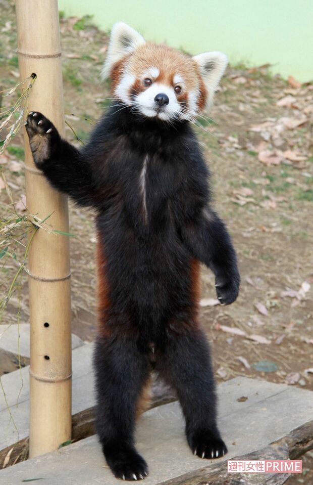 立っていたころの風太くん