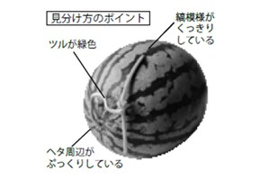 おいしいスイカの見分け方のポイント