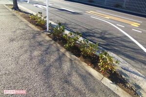 歩道脇には昨年に植えられた新たなツツジが