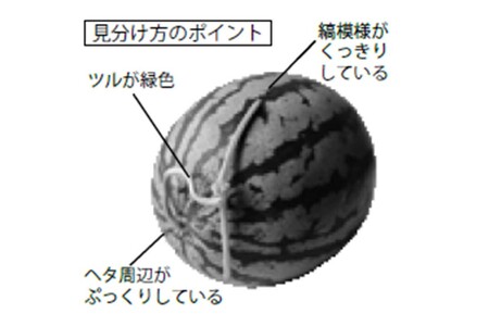 おいしいスイカの見分け方のポイント