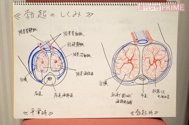 動画内で使用した男性器の断面図のスケッチ。フリップは手書き。イラストは下書きなしだという。医学書のような高いクオリティー　写真／北村史成