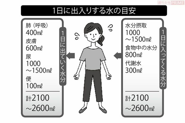 1日に出入りする水の目安　イラスト／アライヨウコ