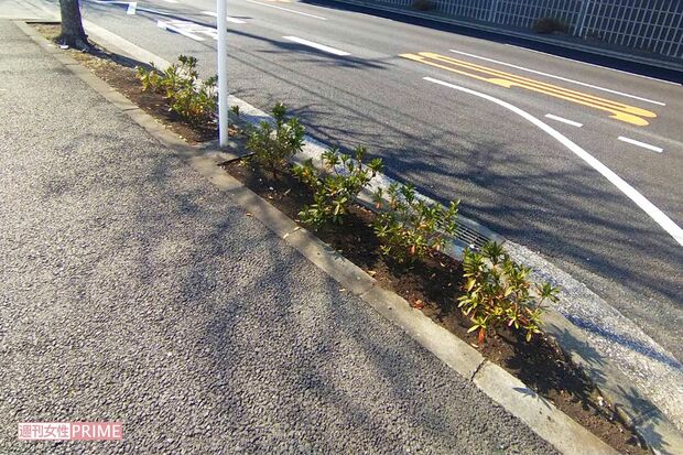 歩道脇には昨年に植えられた新たなツツジが