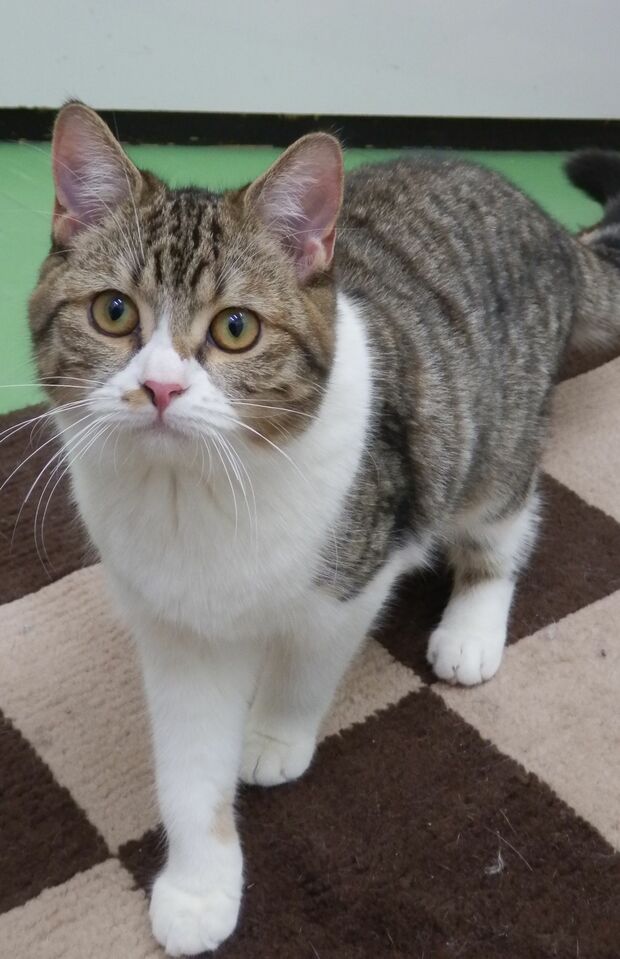 猫のにぼし 写真提供／ZOO動物プロ