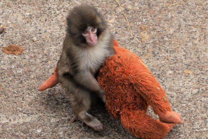 市川市動植物園「パンチくん」愛用“ぬいぐるみ”が売り切れ続出