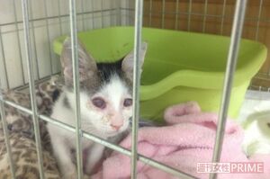 適切な治療をしてもらえなかったこの子猫は亡くなったという（写真：ボランティア提供）
