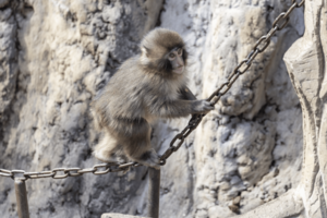 子ザルのパンチくん(写真/読者提供)