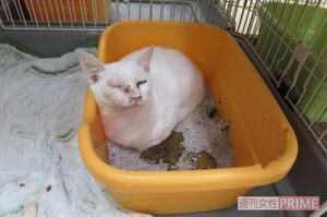 「花の木シェルター」の猫（提供）