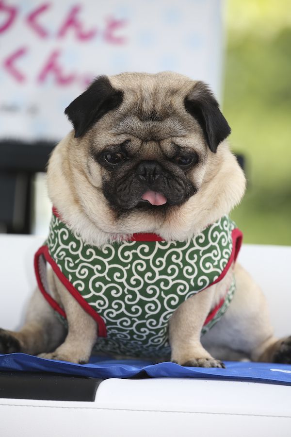 愛犬にメロメロの坂上忍「ブスは嫌いでもブサカワはOK」