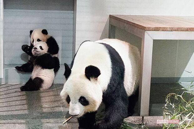 シンシンと一緒に過ごす時間が増えた双子は初めて屋外の非公開エリアに。母親のあとを追い活発に動き回るようになった（同11月15日撮影）写真／（公財）東京動物園協会提供